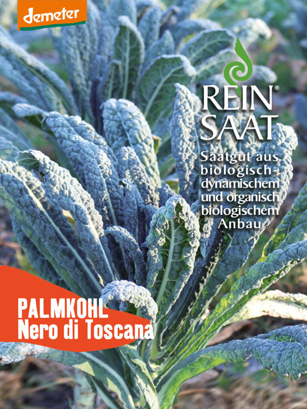 Grünkohl Nero di Toscana | BIO Grünkohlsamen von Reinsaat