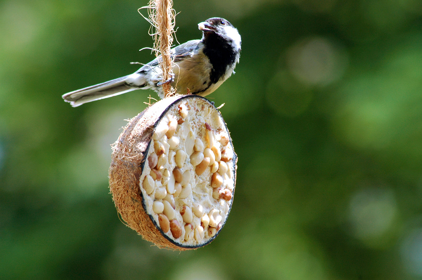 Kokosnüsse Variationen (10 Stück) | Vogelfutter von Dobar