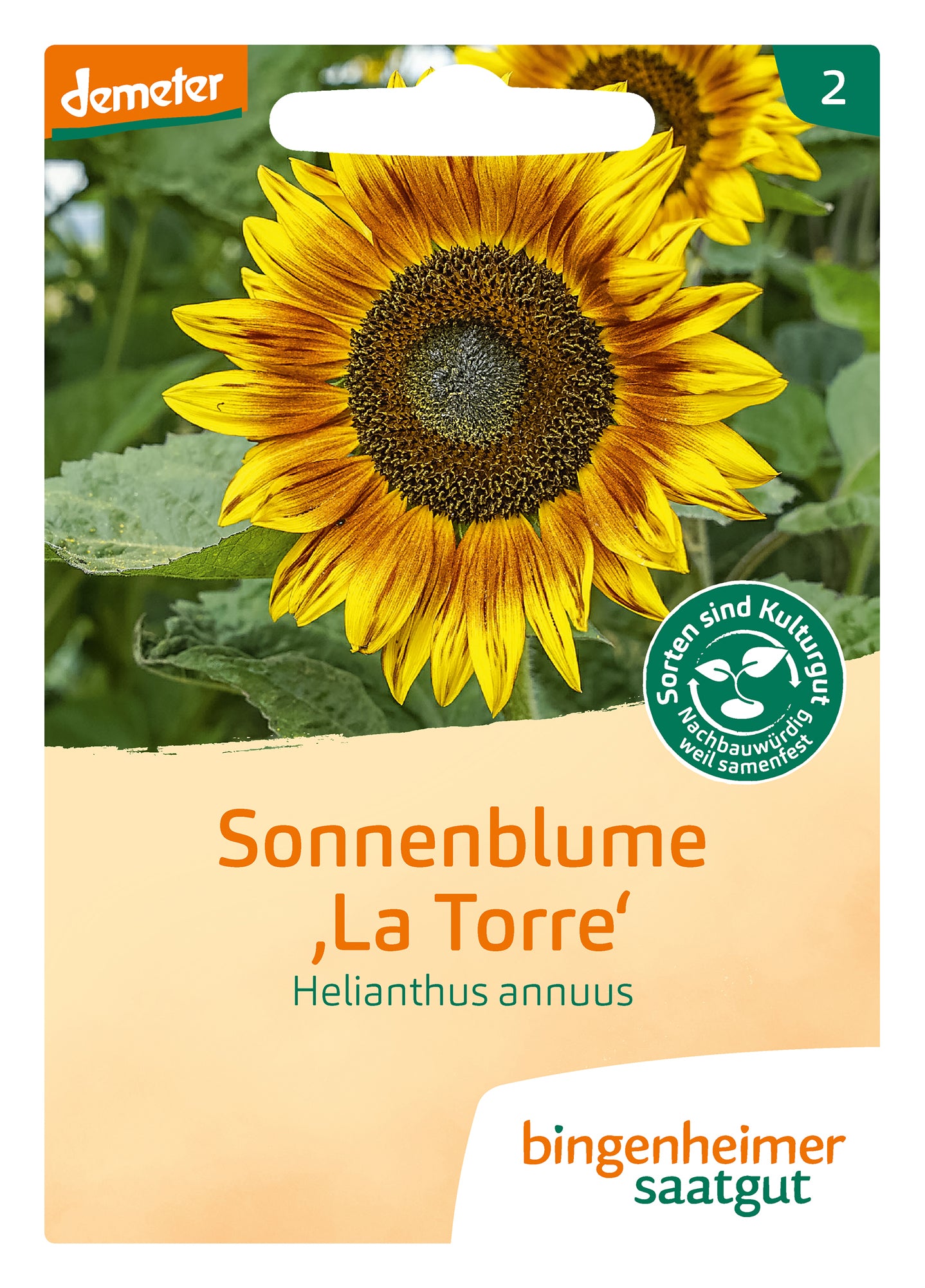Sonnenblume La Torre | BIO Sonnenblumensamen von Bingenheimer Saatgut