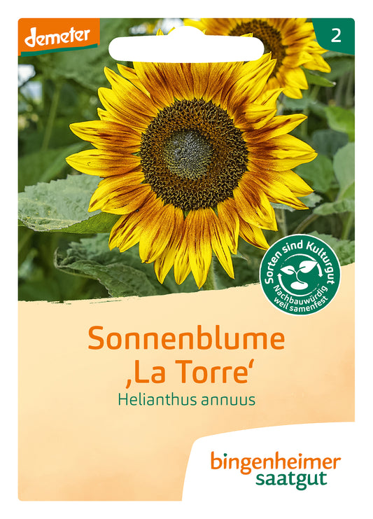 Sonnenblume La Torre | BIO Sonnenblumensamen von Bingenheimer Saatgut