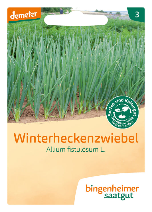 Winterheckenzwiebel | BIO Lauchzwiebelsamen von Bingenheimer Saatgut