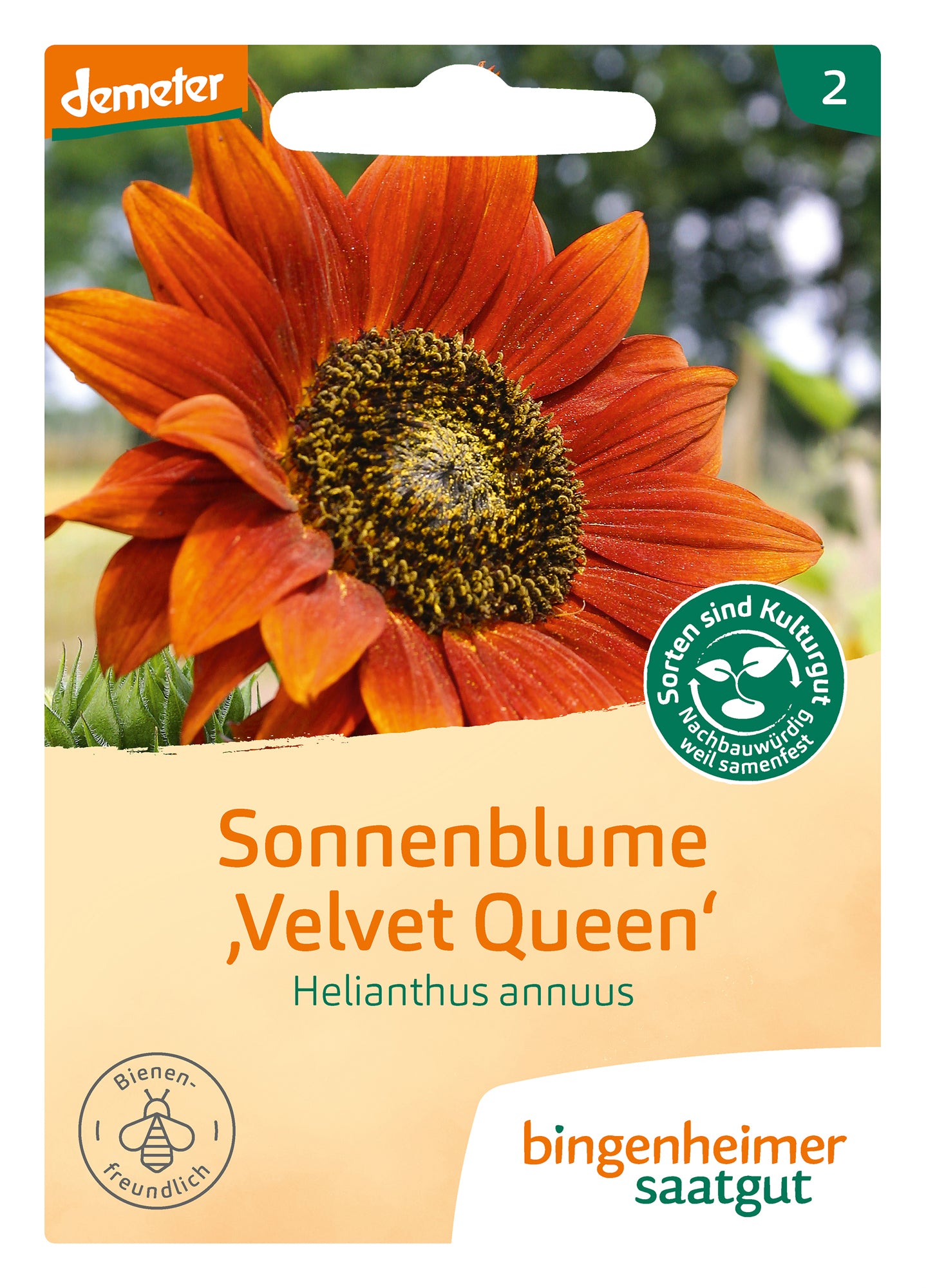 Sonnenblume Velvet Queen | BIO Sonnenblumensamen von Bingenheimer Saatgut