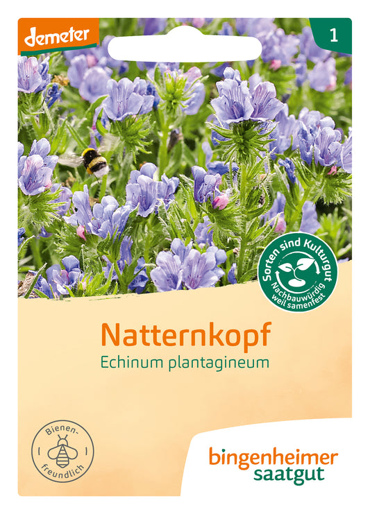 Natternkopf | BIO Natternkopfsamen von Bingenheimer Saatgut