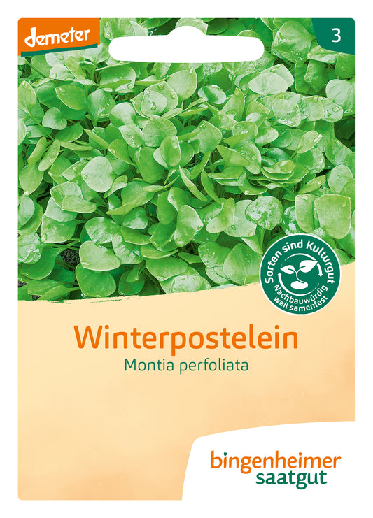 Winterpostelein | BIO Portulaksamen von Bingenheimer Saatgut
