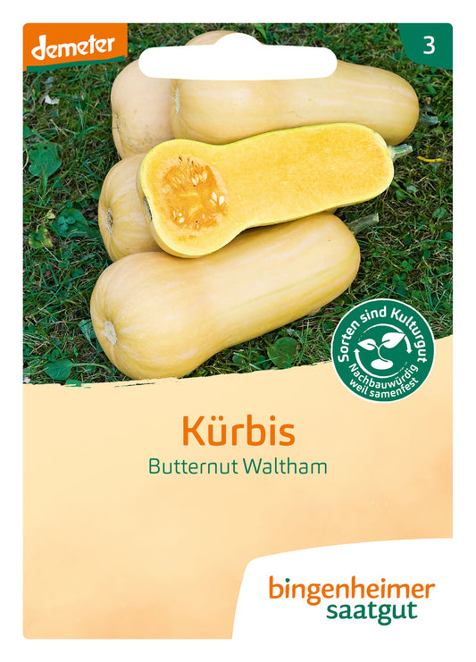 Kürbis Butternut Waltham | BIO Kürbissamen von Bingenheimer Saatgut
